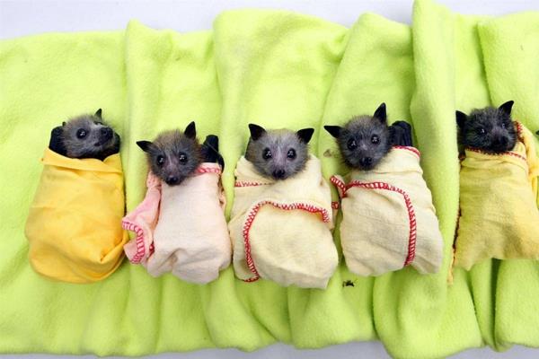 wow κατοικίδια ζώα νυχτερίδες μικρά