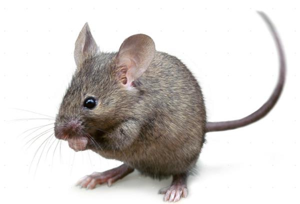 wow κατοικίδια ζώα σπίτι ποντίκι γκρι χαριτωμένο