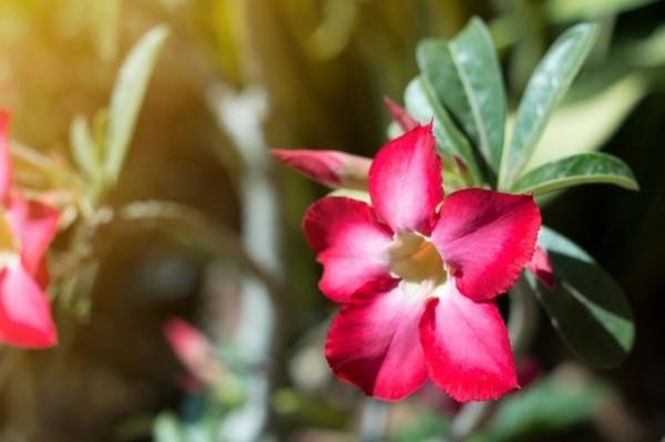 έρημο τριαντάφυλλο ademium κόκκινο λουλούδι