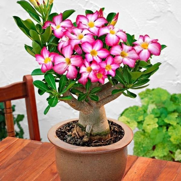 Διατηρήστε το διακοσμητικό φυτό adenium rose roze