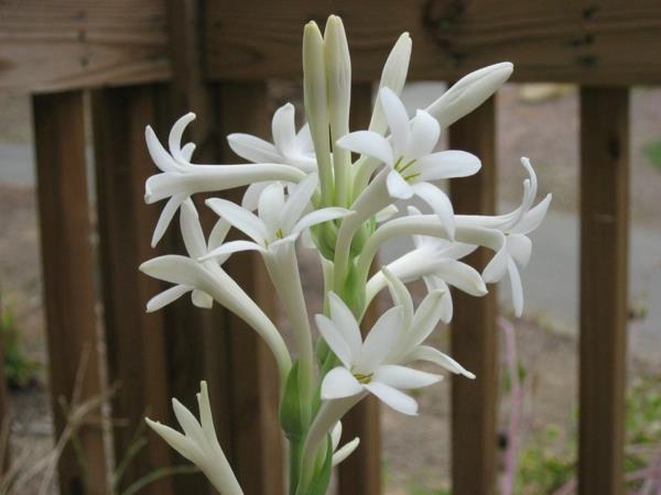 όμορφα λουλούδια tuberose