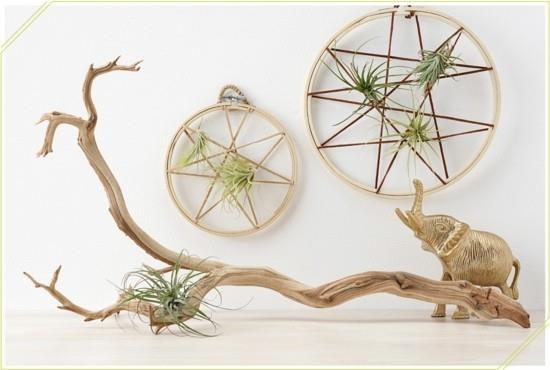 όμορφη διακόσμηση tillandsien σε στυλ boho