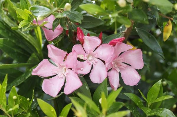 λεπτές ροζ συμβουλές φροντίδας λουλουδιών πικροδάφνης