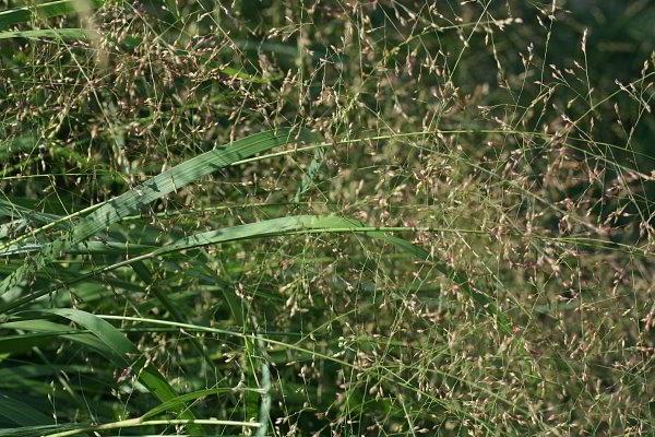 τρυφερό διακοσμητικό γρασίδι panicum virgatum switchgrass