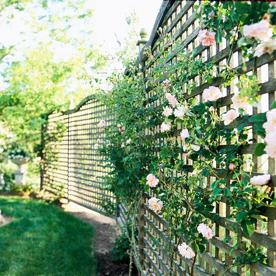 φράχτη πλέγμα κήπου τριαντάφυλλα γρασίδι πράσινο ξύλο