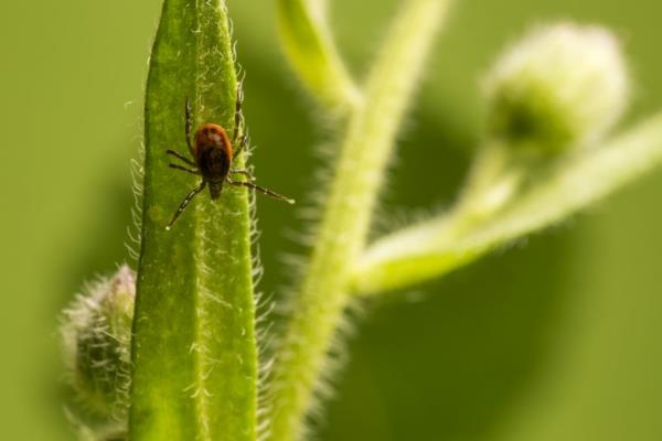 συναγερμός τσιμπούρι ανιχνεύει τσιμπήματα τσιμπουριών