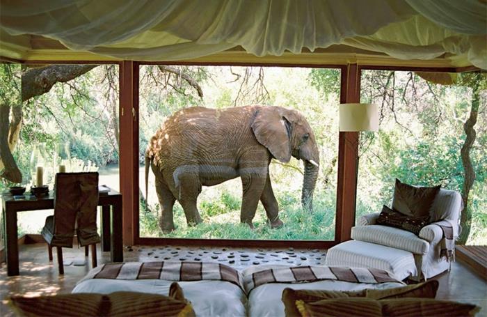 διακοσμήστε με θέα τον ελέφαντα στη νότια Αφρική