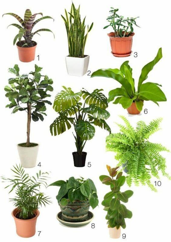 Τα πράσινα φυτά εσωτερικού χώρου καθορίζουν τους τύπους φυτών