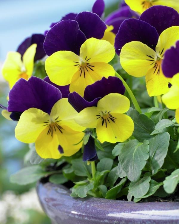 φυτά κήπου βιολέτες μοβ κίτρινα λουλούδια
