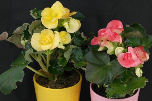 φυτά εσωτερικού χώρου μπιγκόνιες ροζ κίτρινες γλάστρες