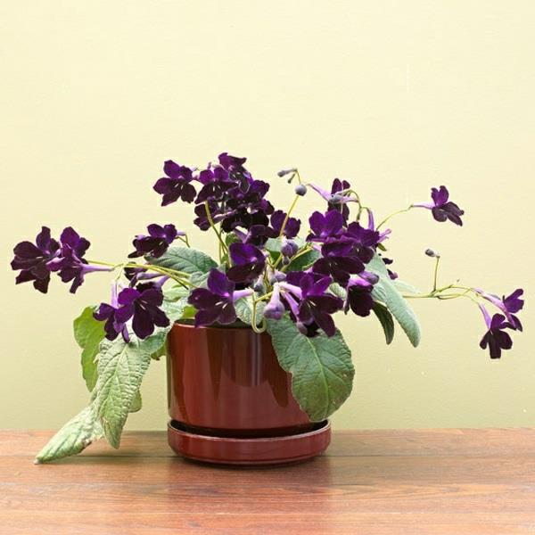Εσωτερικά φυτά σε άνθιση Το Streptocarpus στρίβει φρούτα σε γλάστρες
