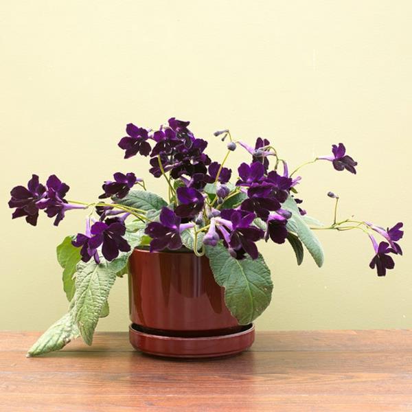 Εσωτερικά φυτά σε άνθιση Το Streptocarpus στρίβει φρούτα σε γλάστρες