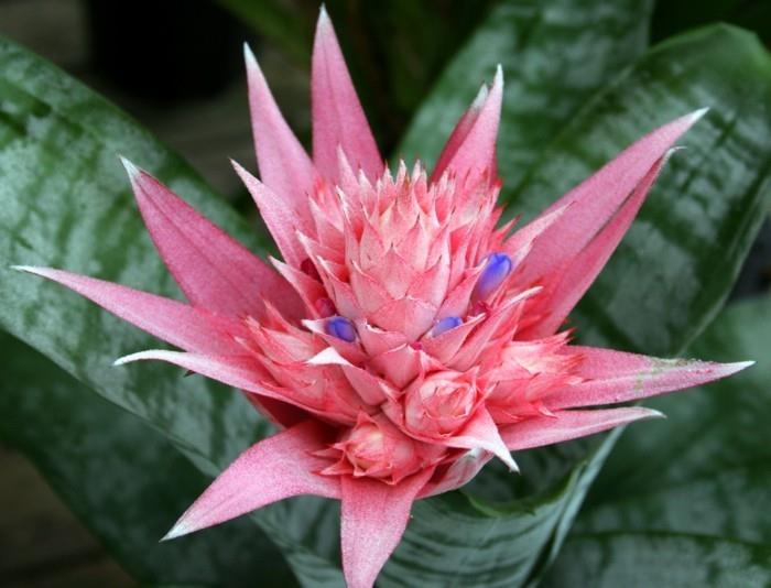 bromeliads φυτών εσωτερικού χώρου ως όμορφες αιχμαλωσίες στο εσωτερικό