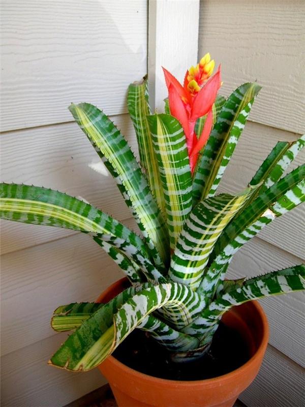 Τα φυτά εσωτερικού χώρου bromeliads είναι ελκυστικά για τα μοντέρνα σπίτια