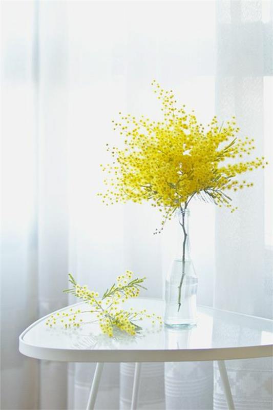 εσωτερικά φυτά διακόσμηση τραπεζιού διακόσμηση μιμόζα βάζο λουλουδιών