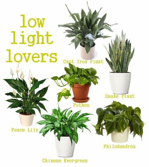 φυτά εσωτερικού χώρου που χρειάζονται λίγα είδη φωτός