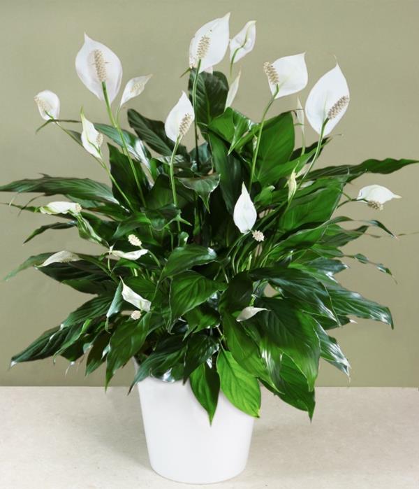 φυτά εσωτερικού χώρου που χρειάζονται λίγο φως έχουν λευκά άνθη