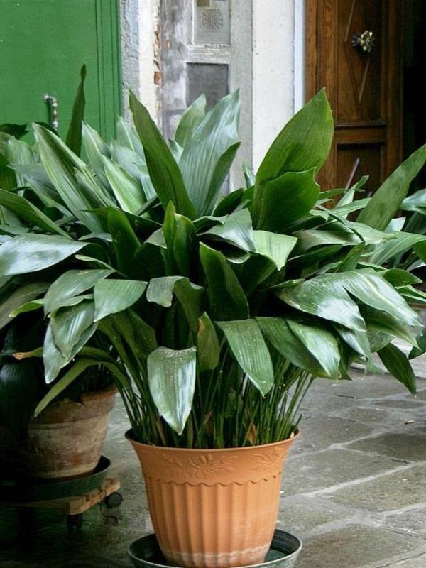 φυτά εσωτερικού χώρου για σκοτεινά δωμάτια aspidistra cobbler palm