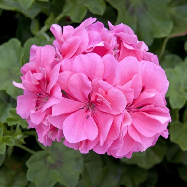 φυτά εσωτερικού χώρου γεράνι πελαργόνιο ροζ λουλούδια