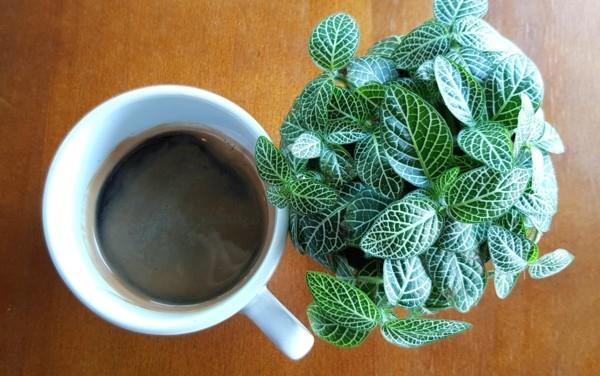 φυτά εσωτερικού χώρου αλεύρια καφέ ως λίπασμα
