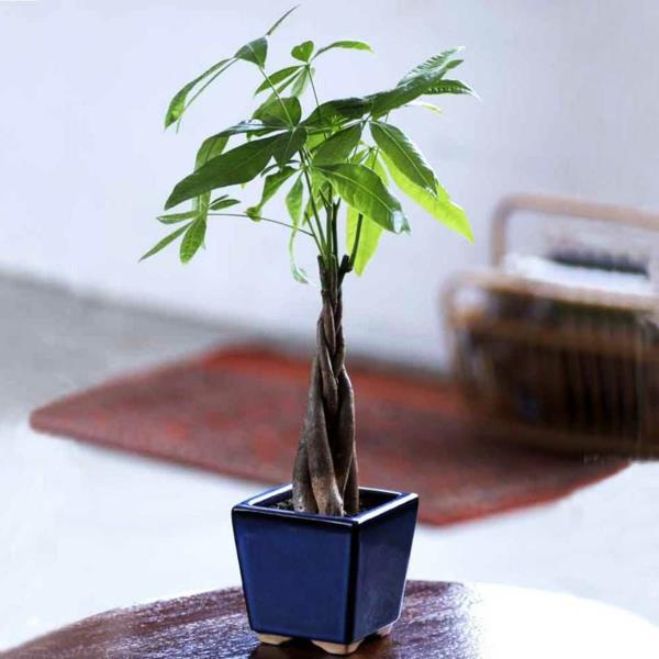 φυτά εσωτερικού χώρου μικρό φυτό μπλε φυτικό δοχείο τραπέζι
