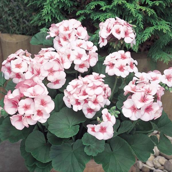 φυτά εσωτερικού χώρου γεράνια λευκά ροζ λουλούδια