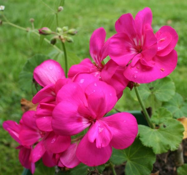 φυτά εσωτερικού χώρου pelargonium zonale geranium purple