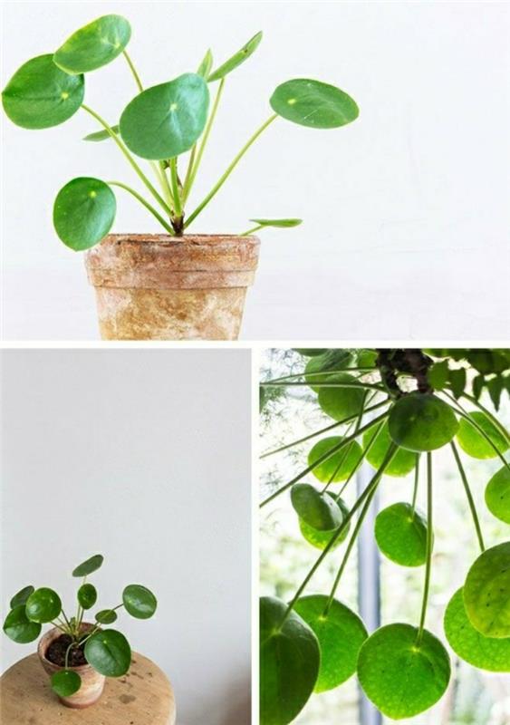 φυτά εσωτερικού χώρου εύκολο στη φροντίδα για φυτά σε γλάστρες Glückstaler εσωτερικά πράσινα φυτά