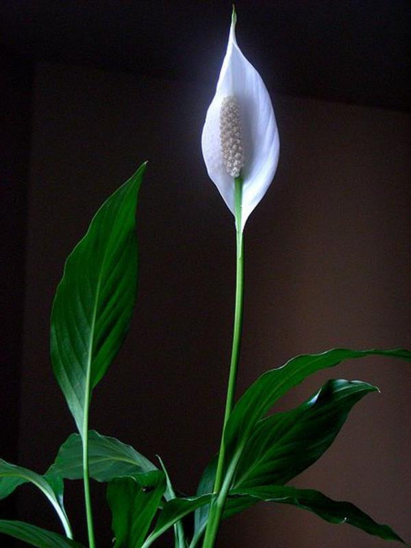 φυτά εσωτερικού χώρου όμορφες ντεκό ιδέες μονόφυλλο άνθος λευκό