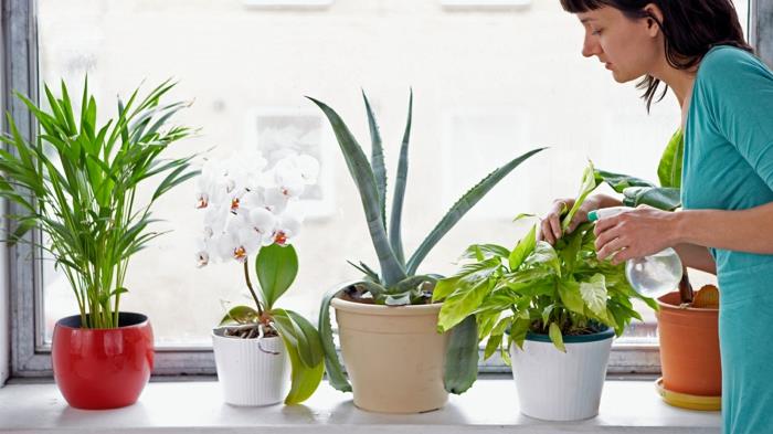 Φροντίδα φυτών εσωτερικού χώρου σε γλάστρες ιδέες διακόσμησης κατάλληλα