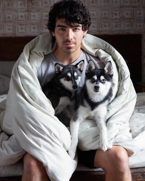δύο σκυλιά με τον Joe Jonas